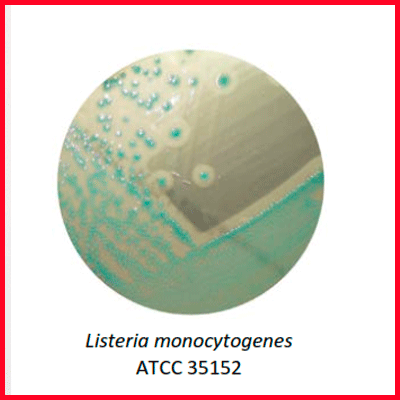 1137   PLACA AGAR CROMOGENICA LISTERIA | MYC DIAGNOSTICA